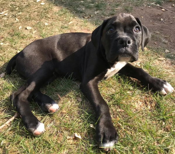 bacchus_the_boxer-