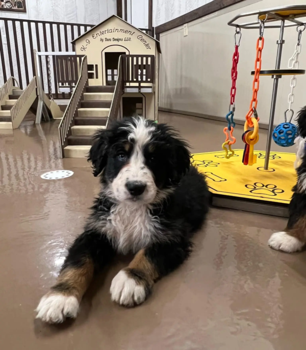 bernese M (2)