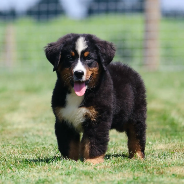 bernese M (23)