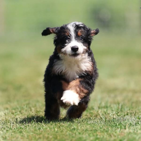 bernese M (31)