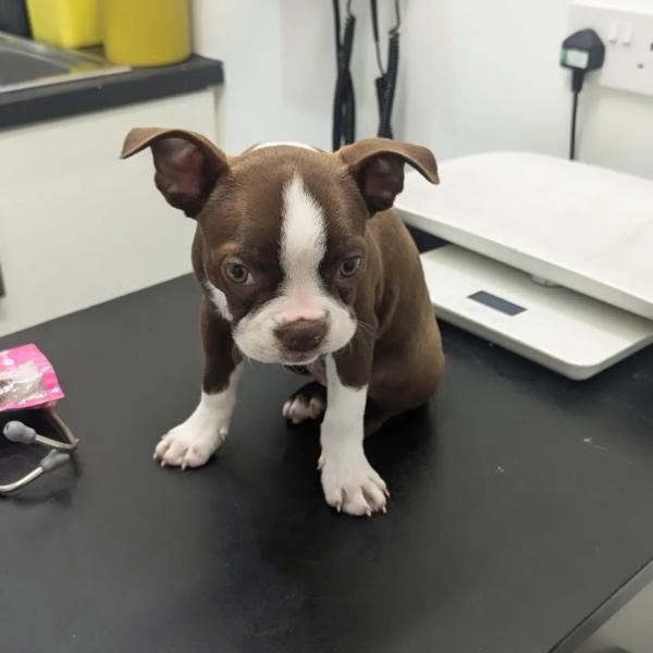boston terrier-mabel (4)
