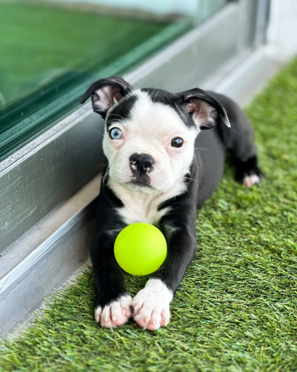 boston terrier-miba (12)