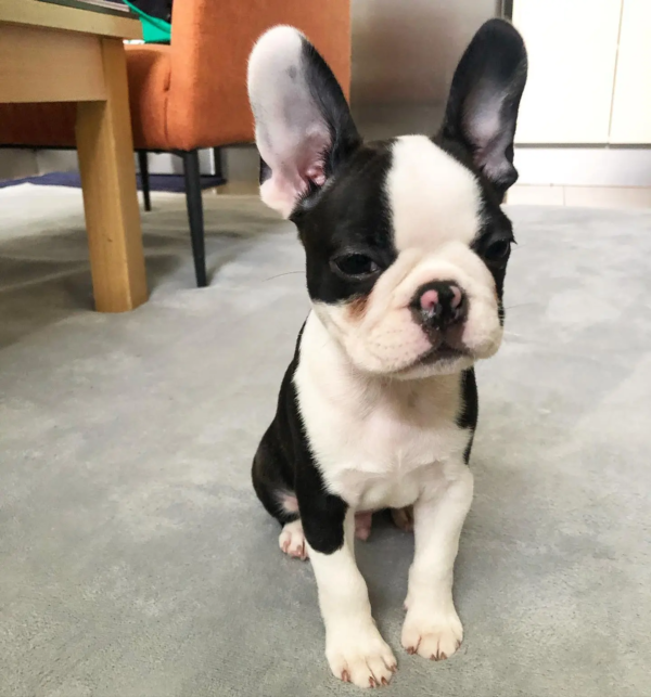 boston terrier- music (1)