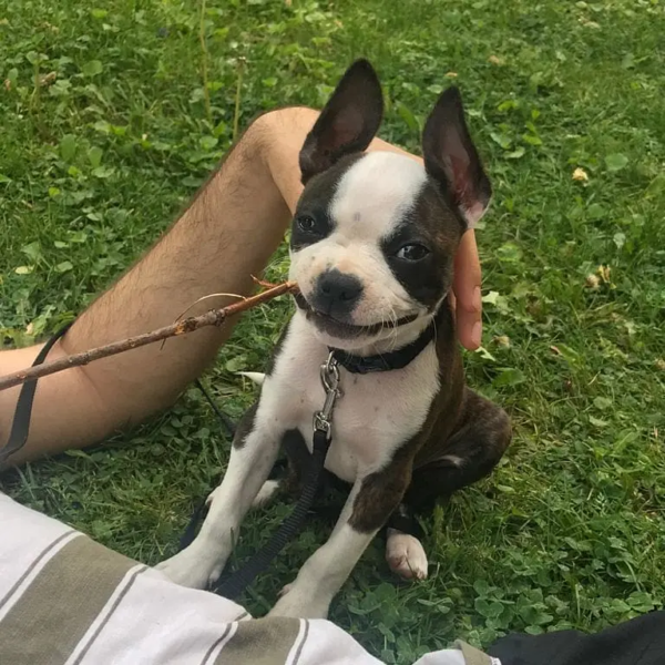 boston terrier-philip (9)