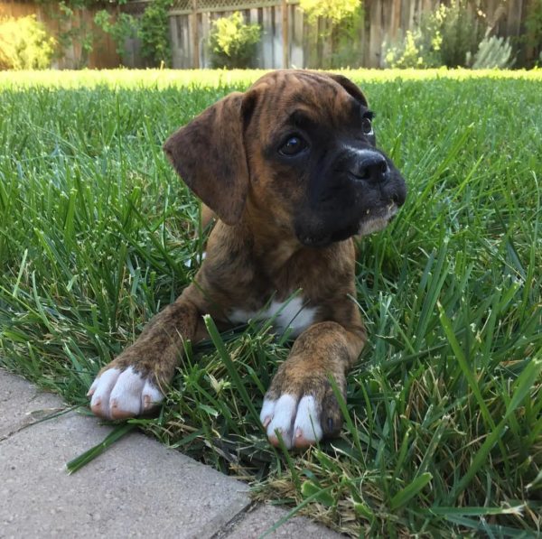 daisytheboxerpuppy-