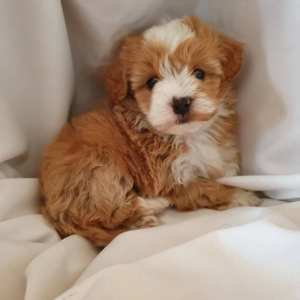 Zita- Hembra 750€