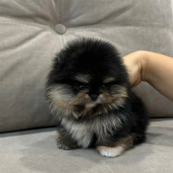 mini_