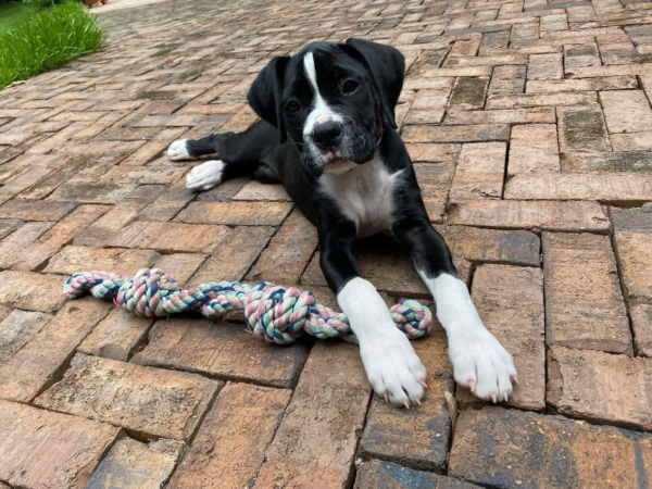 pepper.the.boxer_-