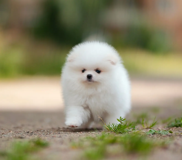 pomeranian (22)