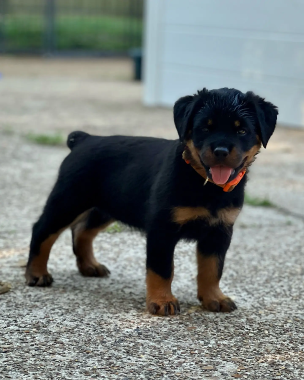 rottweilers (22)