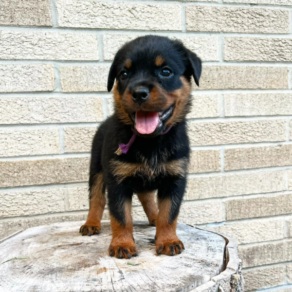 rottweilers (3)