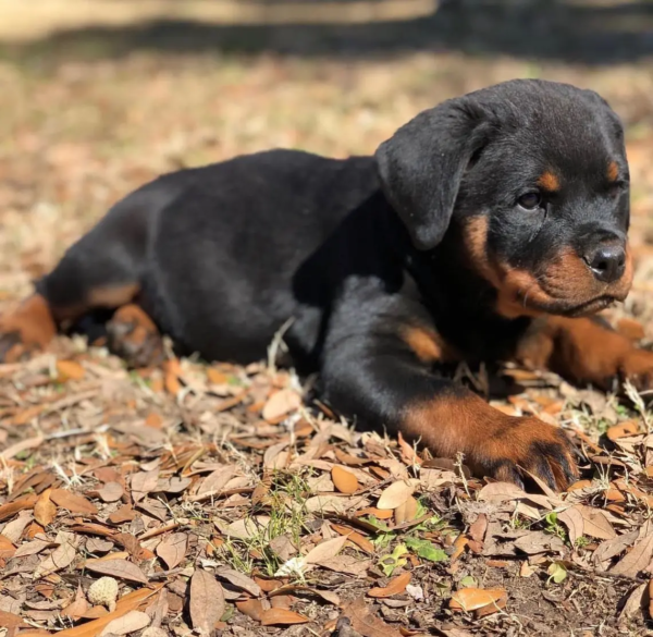 rottweilers (57)