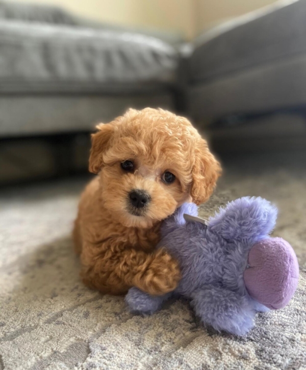 Zelda- Hembra 750€