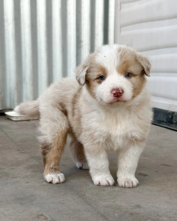 australian s (3)
