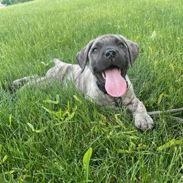 chapo