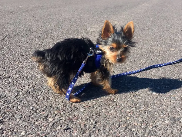 chestertontheyorkie-