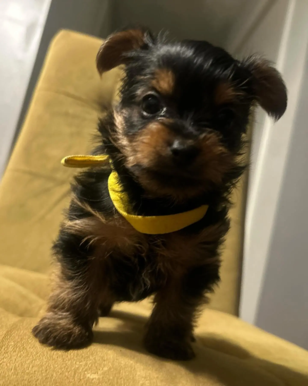 Edgar- Macho 700€