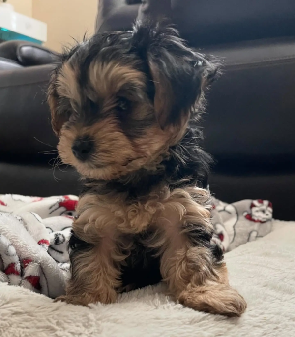 waggin- Macho 700€