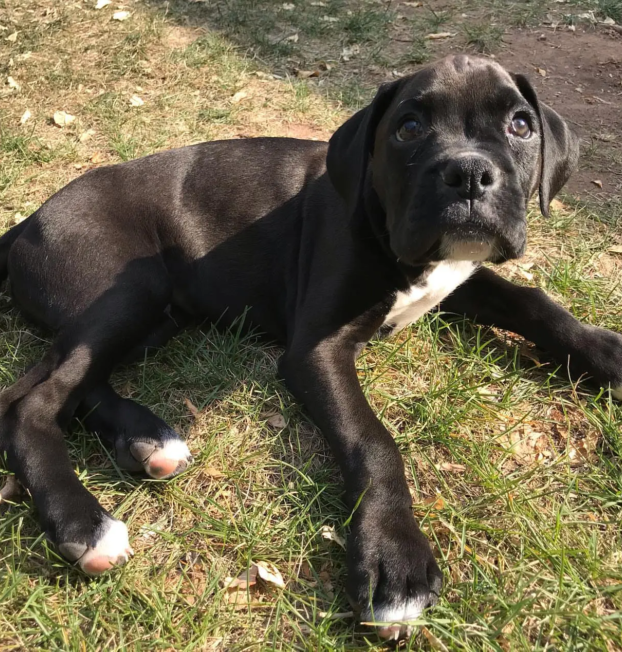bacchus_the_boxer-