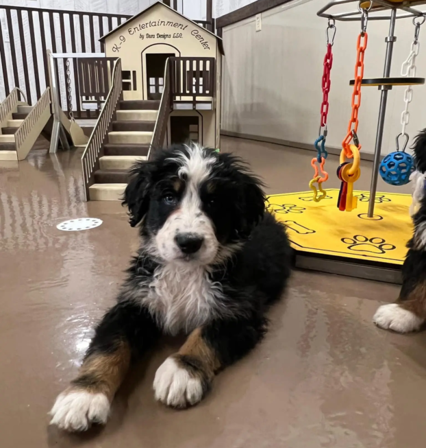 bernese M (2)