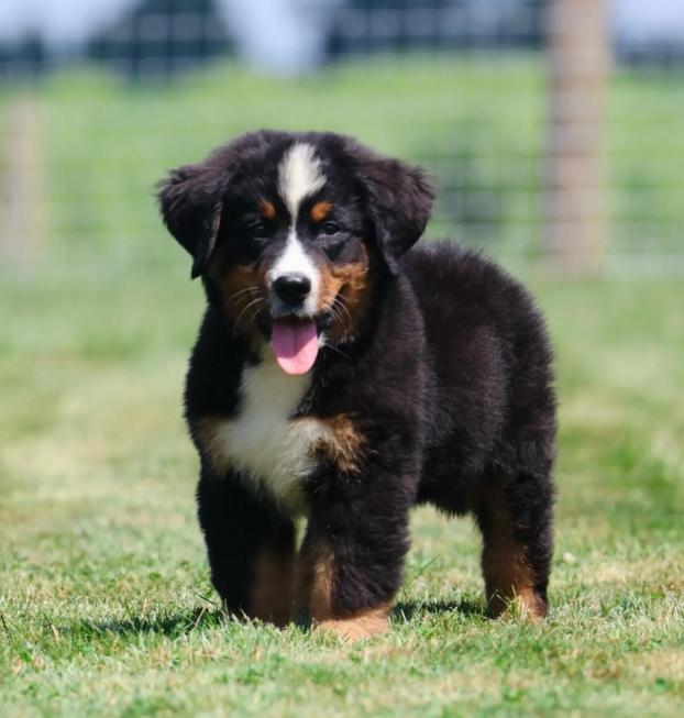 bernese M (23)