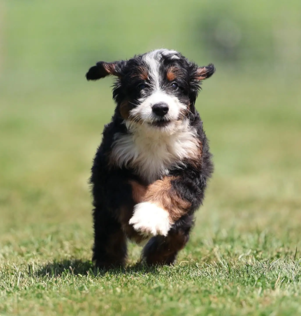 bernese M (31)