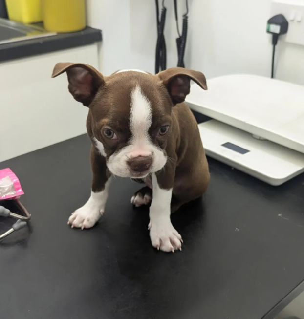 boston terrier-mabel (4)