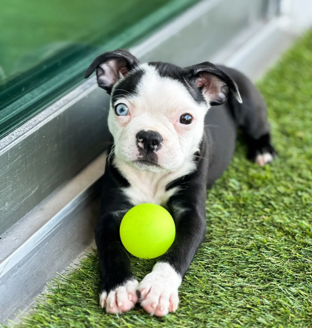 boston terrier-miba (12)
