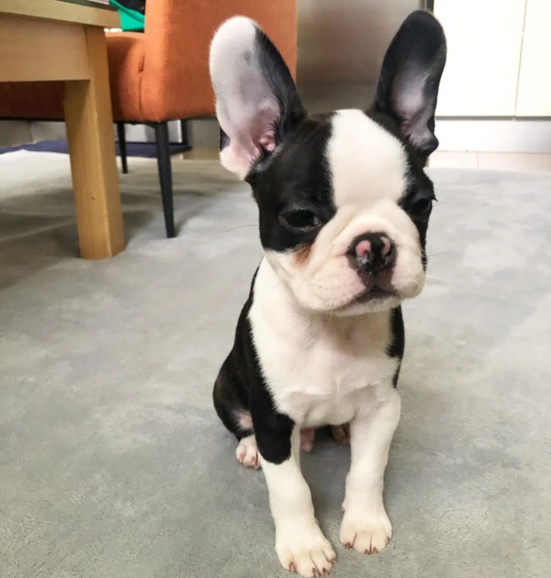 boston terrier- music (1)