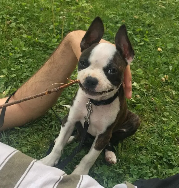 boston terrier-philip (9)