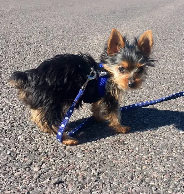 chestertontheyorkie-