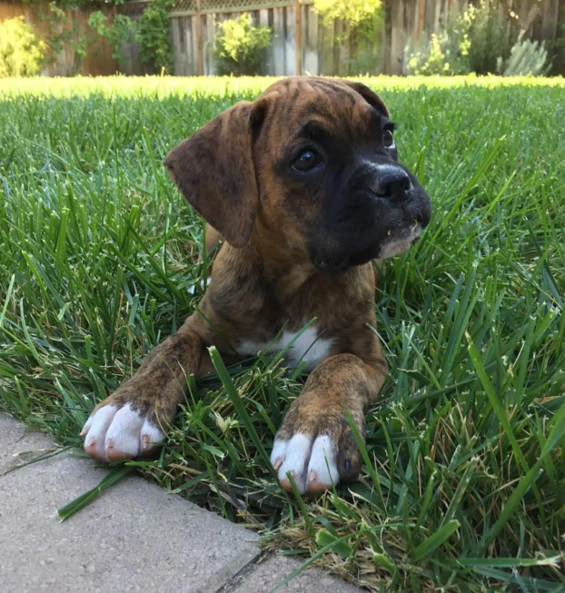 daisytheboxerpuppy-