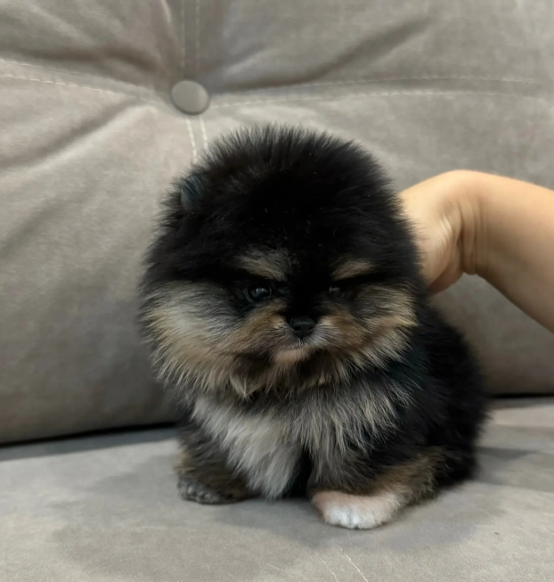 mini_