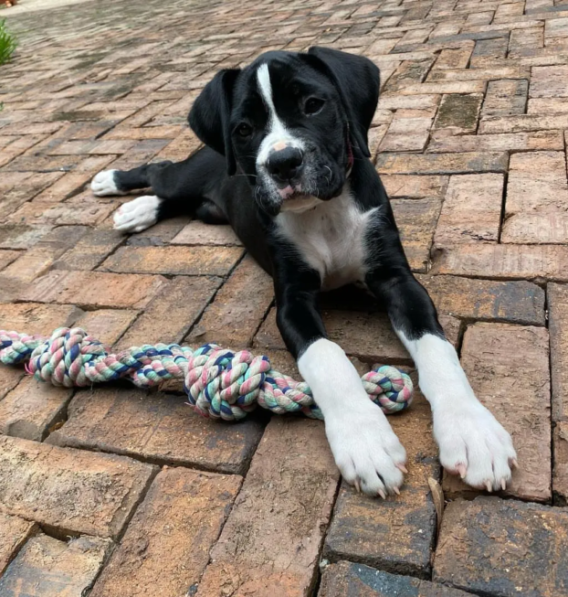 pepper.the.boxer_-