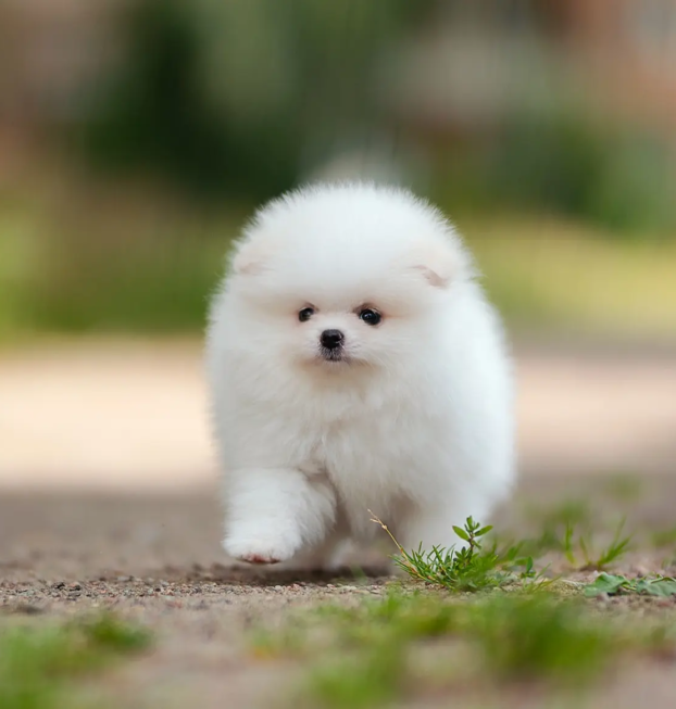 pomeranian (22)