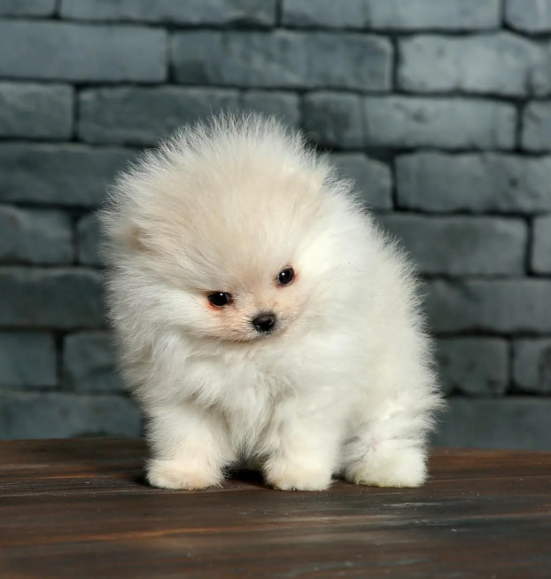 pomeranian (58)