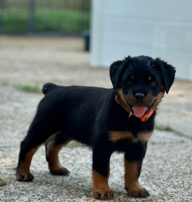 rottweilers (22)