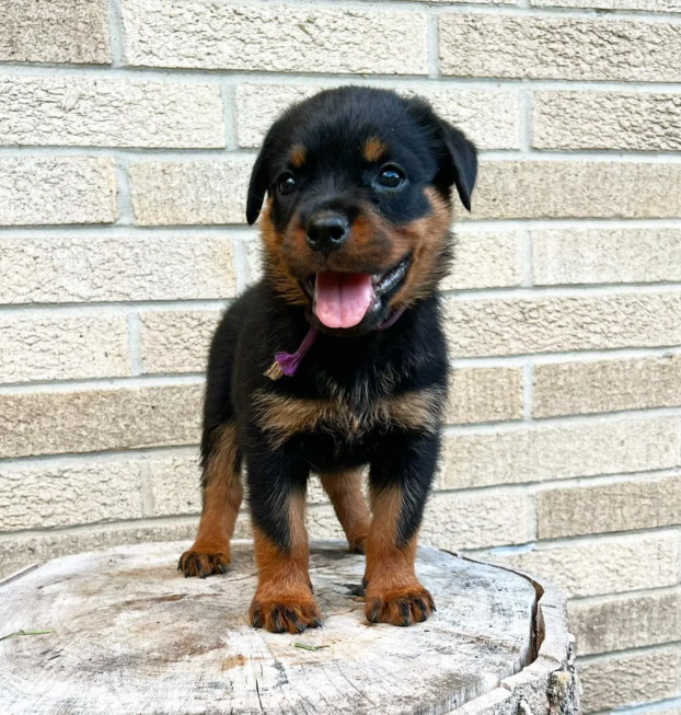 rottweilers (3)