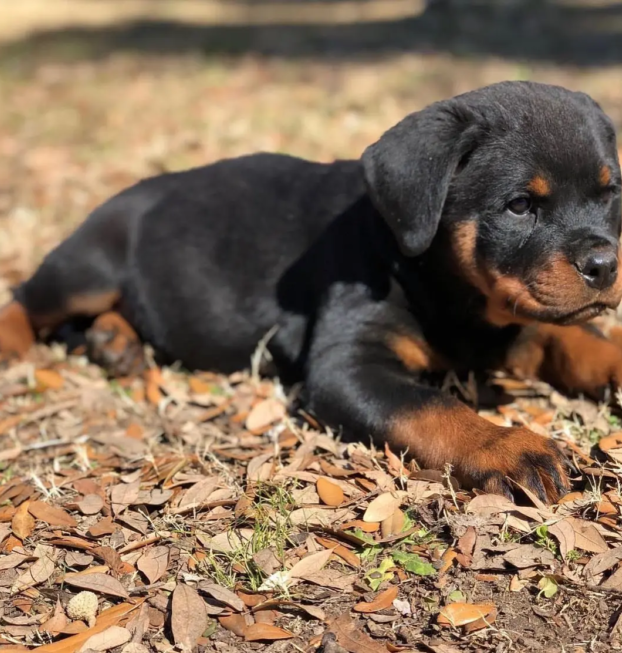 rottweilers (57)